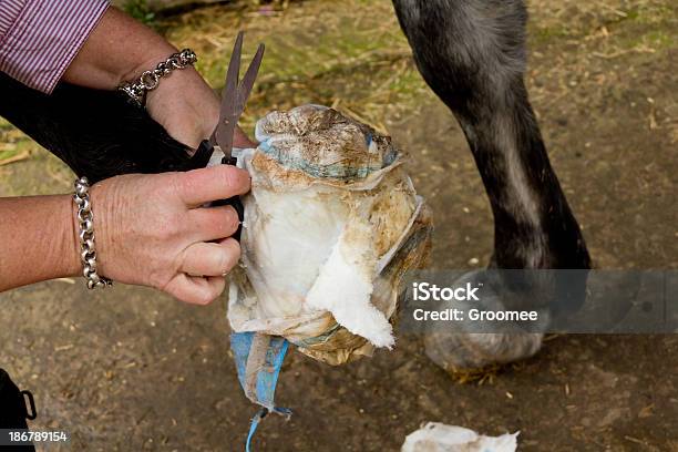 Modifica Fasciatura A Cavallo Del Piede - Fotografie stock e altre immagini di Cavallo - Equino - Cavallo - Equino, Convalescenza, Accudire
