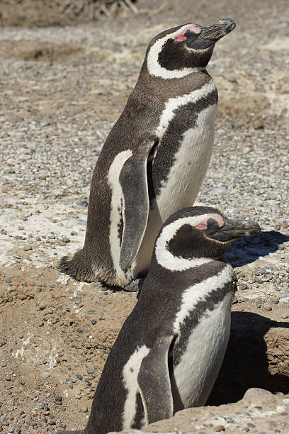 istock Magellanic Penguin, Argentina 186789897