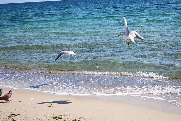 istock Seagulls and pigeons on the beach 186789901