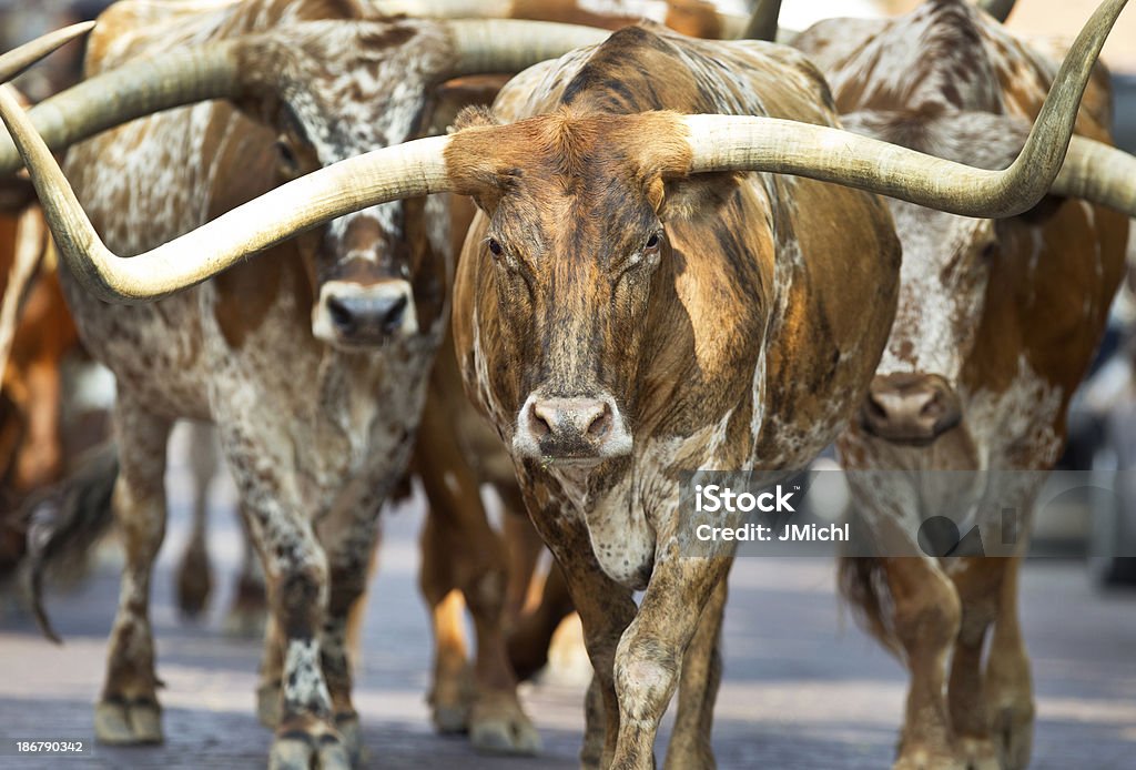 Texas Longhorns - Foto de stock de Fort Worth Stockyards libre de derechos