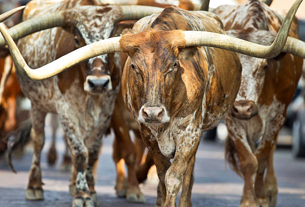 Texas Longhorn cattle walking along a road stock photo