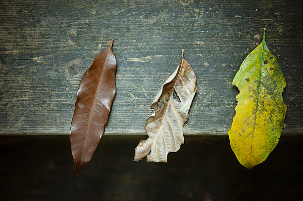 Three Dry Leaves Three dry leaves on wooden plank. fz009 stock pictures, royalty-free photos & images