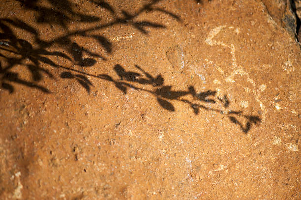 Rock with Plant Shadow Plant shadow on the rock surface. fz009 stock pictures, royalty-free photos & images