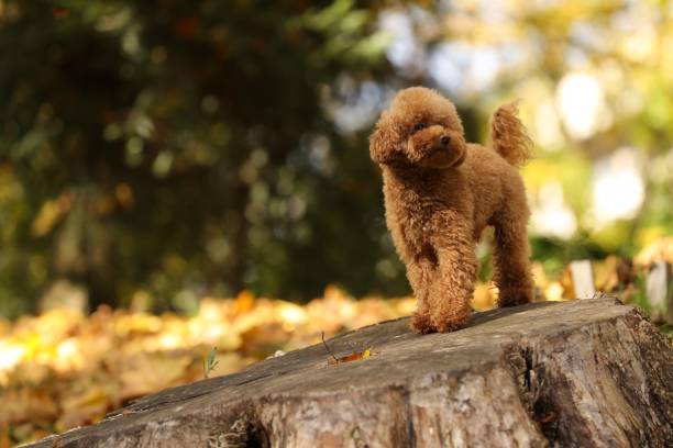 istock Cute Maltipoo dog on tree stump in autumn park, space for text 1867908898