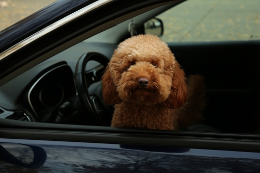 Cute dog inside black car, view from outside