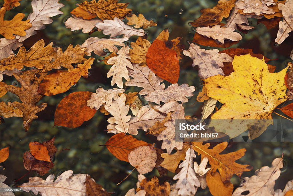leaves floating colorful leaves floating in a pond Autumn Stock Photo