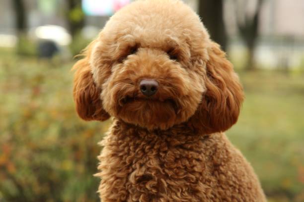 istock Cute dog in autumn park, closeup view 1867910500