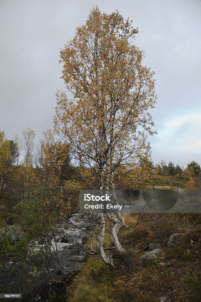 Bétula por um rio no outono nos EUA. - Foto de stock de Beleza natural - Natureza royalty-free