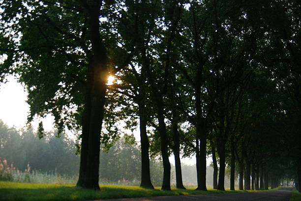 istock Country lane at sunrise 186791152