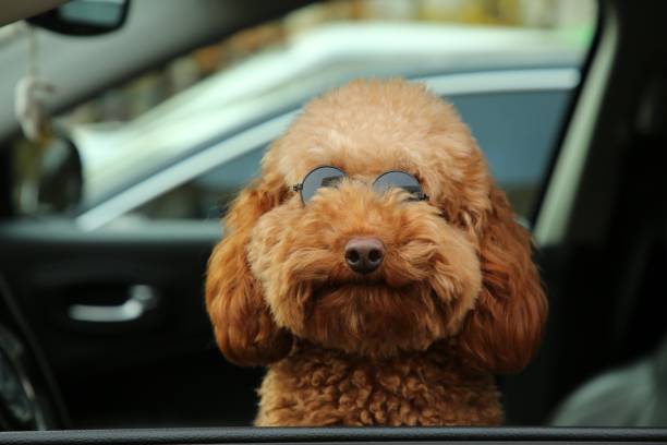istock Cute dog in sunglasses inside black car, view from outside 1867911573