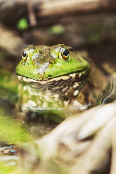 Little frogs on Reichenau Island on Lake Constance, Baden-Wurttemberg in Germany.