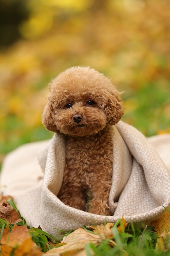 Cute Maltipoo dog wrapped in blanket in autumn park