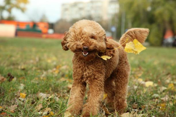 istock Cute fluffy dog with tree branch outdoors, space for text 1867914258