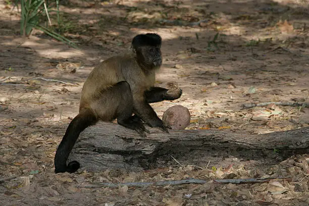 Brown capuchin or black-striped capuchin or bearded capuchin, Cebus libidinosus, Breaking open nut with stone,  Hyacinth Valley, Brazil