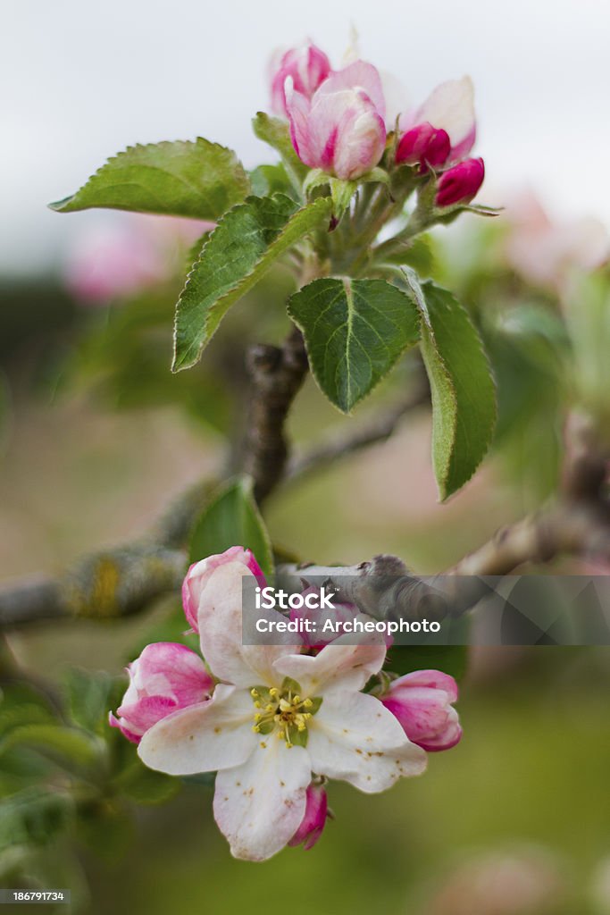 Pommier fleurs - Photo de Agriculture libre de droits