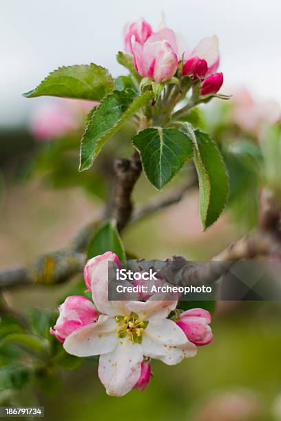 Photo libre de droit de Pommier Fleurs banque d'images et plus d'images libres de droit de Agriculture - Agriculture, Arbre, Arbre en fleurs