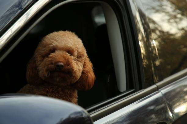 istock Cute dog inside black car, view from outside 1867918309