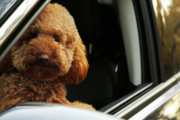istock Cute dog inside black car, view from outside 1867918387