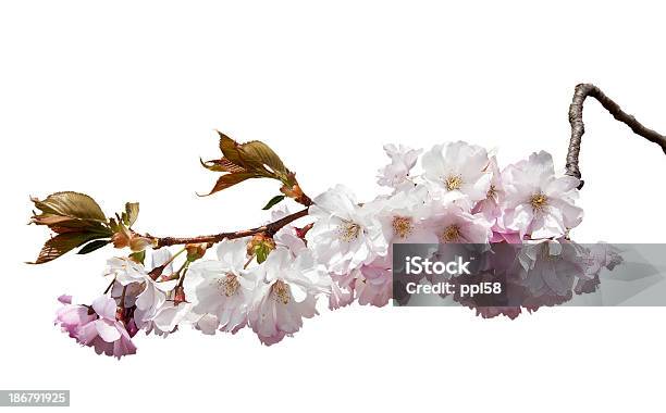 Kirschblüten - Fotografias de stock e mais imagens de Botão - Estágio de flora - Botão - Estágio de flora, Cor de rosa, Estame