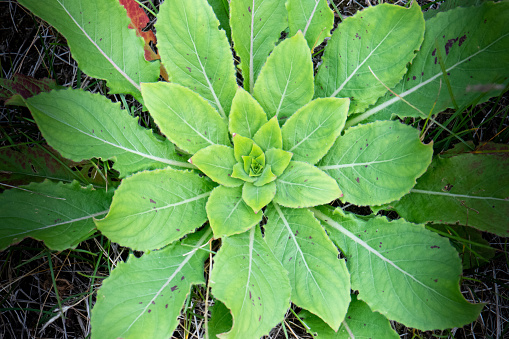 Top-down view of the patterned Evening Primrose plant in it's early stages.