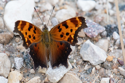 Close-up photograph of an Eastern Comma (Polygonia comma) butterfly with a rock backdrop.