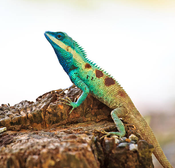 istock Blue iguana in the nature 186792088