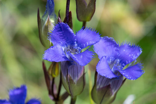 Close-up photograph of the purple Fringed Gentian flowers (Gentianopsis crinita).  Photograph taken in late summer in South-eastern Manitoba, Canada.