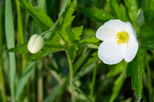 Photograph of two Meadow anemone (Anemonastrum canadense), one as a bud and one in bloom.  Photographed in Eastern Manitoba in early June.