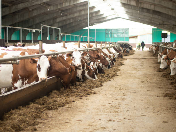 istock Red cows in the barn eat hay. 1867923650
