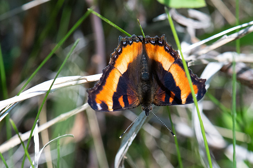 Photograph of a Milbert's Tortoiseshell (Aglais milberti) resting on blades of grass in midsummer.  Photograph taken in south-eastern Manitoba, Canada.