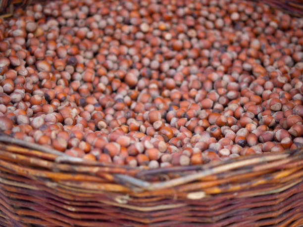 istock huge wicker basket with hazelnuts. harvest concept. hazelnuts, close-up. 1867923669