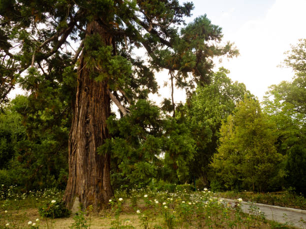 istock beautiful garden with centuries-old pine trees 1867923675
