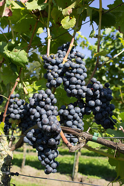 istock Bunch of blue grapes 186792414