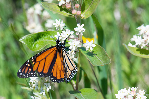Photograph of a Monarch butterfly pollinating milkweed flowers.  Photo taken in southern Manitoba, Canada in early June.
