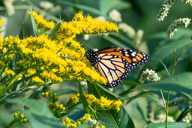 istock Monarch on Canada Goldenrod flowers 1867924198