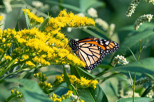 Photograph of a Monarch butterfly feeding or pollination some Canada goldenrod (Solidago canadensis) flowers in midsummer.  Photograph taken in southern Manitoba, Canada.
