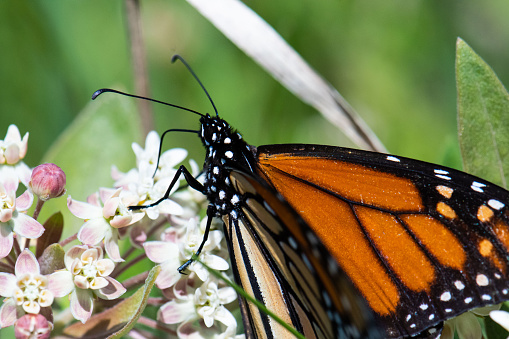 Close-up photograph of a Monarch butterfly pollinating milkweed flowers.