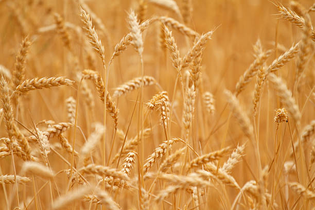 istock Golden field of wheat 186792459