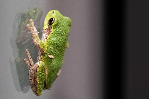 Close-up of the small grey tree frog on a window pane.  Photographed in the evening.
