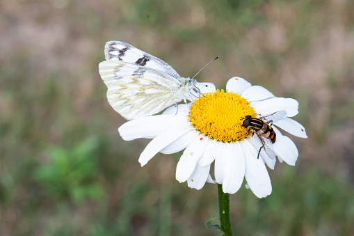 Close-up photograph of a Western White (Pontia occidentalis)  butterfly sharing a white flower with a hoverfly.