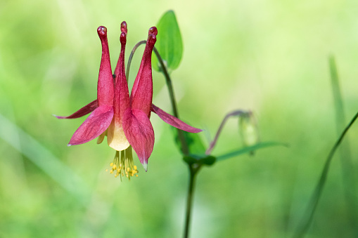 Close-up photograph of a Wild Columbine or Canadian Columbine (Aquilegia canadensis) flower in early summer.   Photo taken in south-eastern Manitoba, Canada.