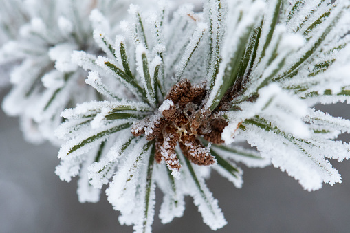 Close-up photograph of a frosted pine tree branch.