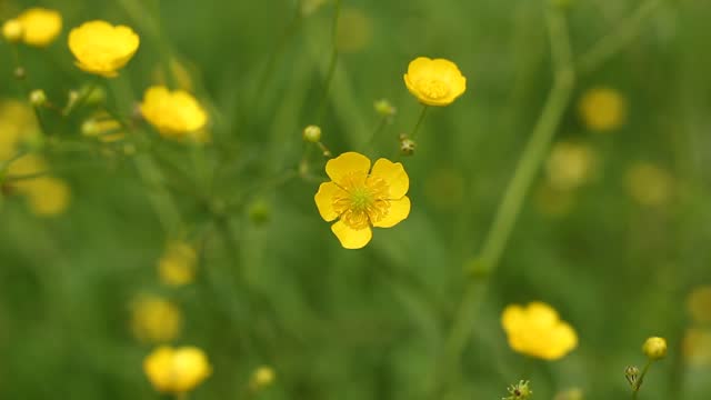 Creeping Buttercup. Yellow buttercup flowers in spring.