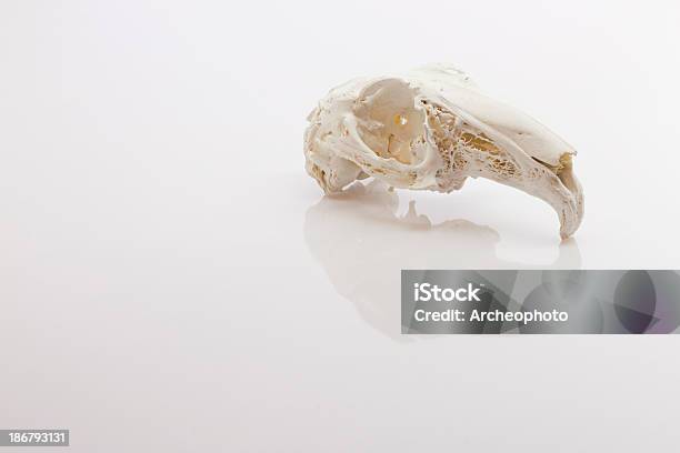 Liebre Cráneo Foto de stock y más banco de imágenes de Anatomía - Anatomía, Animal, Animal muerto