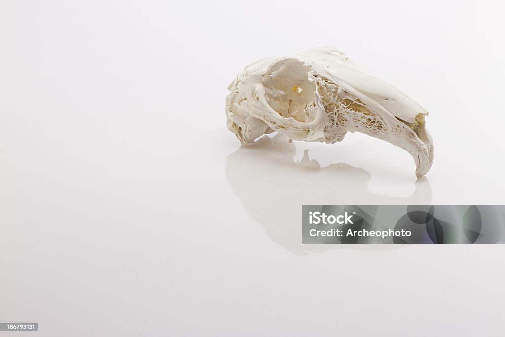 Hare Crânio - Foto de stock de Anatomia royalty-free