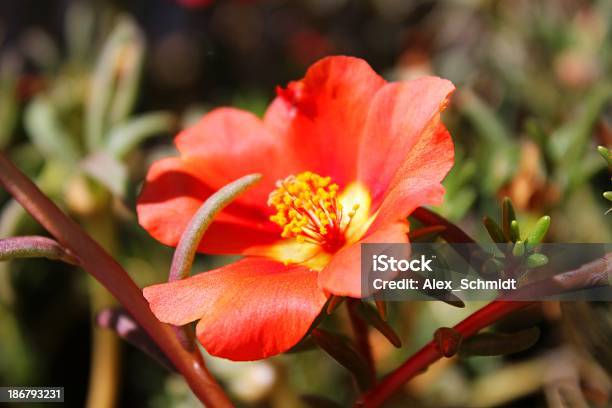 Foto de Bela Flor Vermelha No Dia Ensolarado e mais fotos de stock de Amarelo - Amarelo, Beleza natural - Natureza, Botão - Estágio de flora