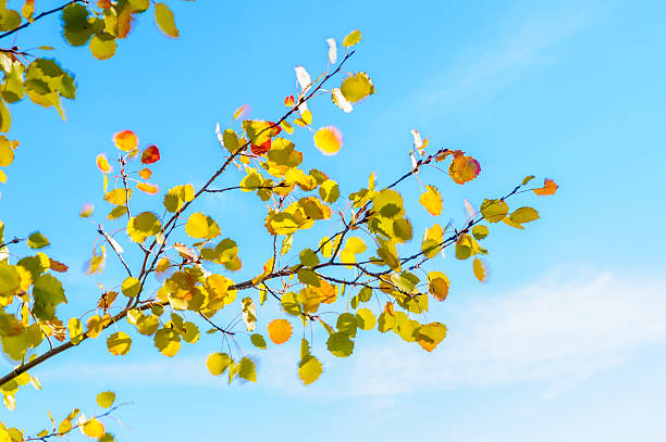 istock Autumn Leaves Moved by the Wind 186793666