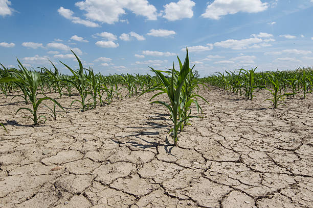 dry field dry corn field with young corn plants arid stock pictures, royalty-free photos & images