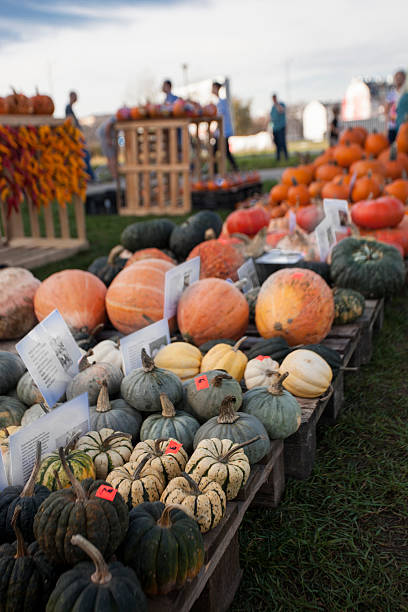 istock Variety of pumpkins 186794125
