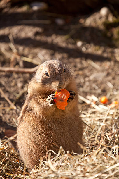 istock Prairie dog eating a carot 186794128